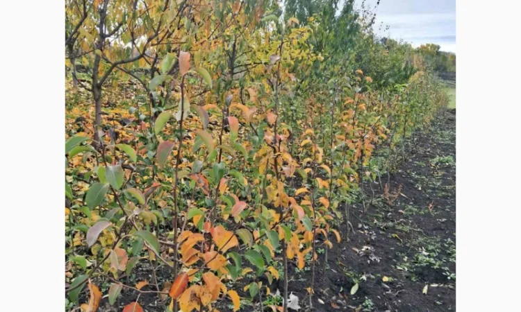 Продам саджанці яблука, груші, горіха - фото № 5