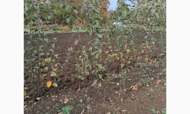 Продам саджанці яблука, груші, горіха - фото № 6