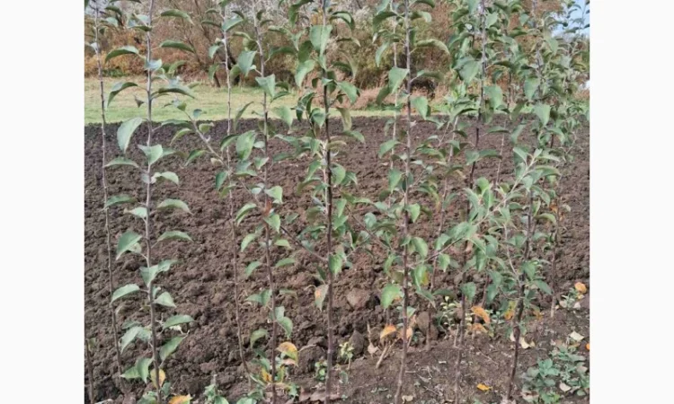 Продам саджанці яблука, груші, горіха - фото № 7