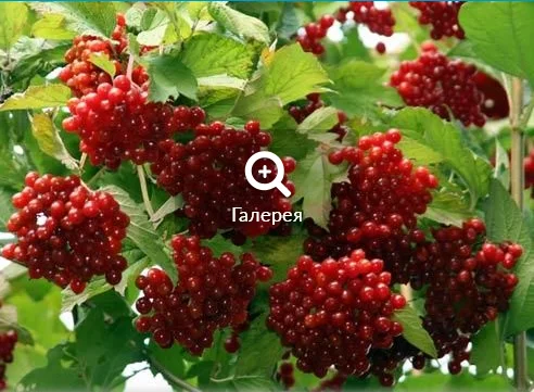 Саженцы калини великоплодной на продажу - фото № 1