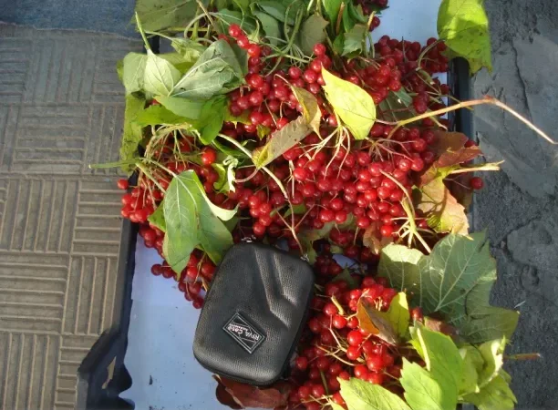 Саженцы калини великоплодной на продажу - фото № 2