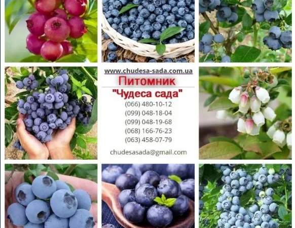 Саженцы Голубики (Черника) (Лохина) in vitro. Большой выбор сортов - фото № 1