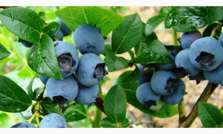 Саженцы Голубики (Черника) (Лохина) in vitro. Большой выбор сортов - фото № 2