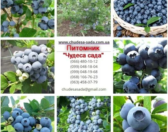 Саженцы Голубики (Черника) (Лохина) in vitro. Большой выбор сортов - фото № 3