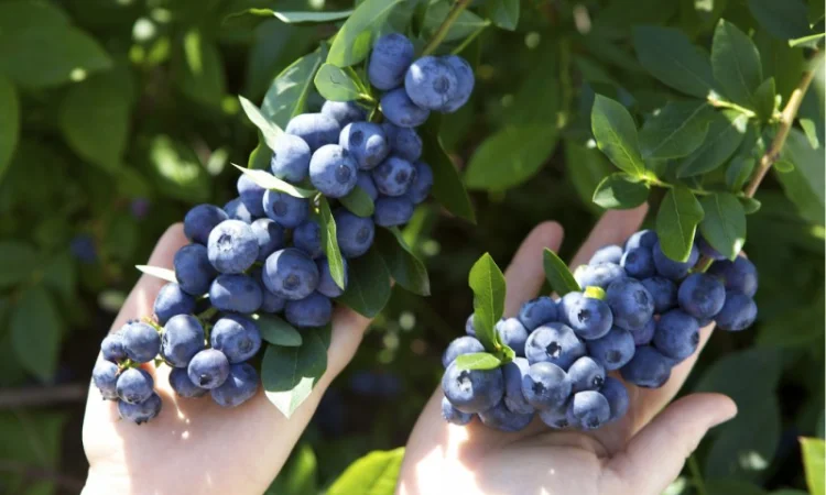 Саженцы Голубики (Черника) (Лохина) in vitro. Большой выбор сортов - фото № 4