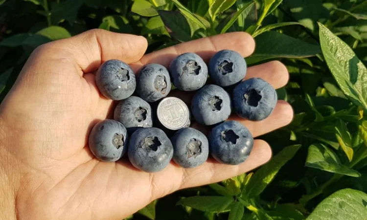 Саженцы Голубики (Черника) (Лохина) in vitro. Большой выбор сортов - фото № 5