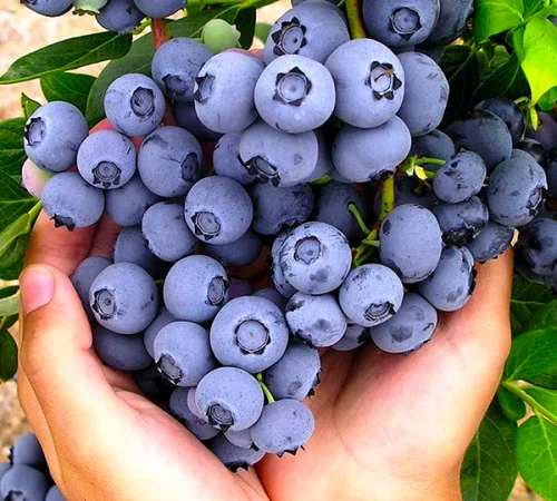 Саженцы Голубики (Черника) (Лохина) in vitro. Большой выбор сортов - фото № 6