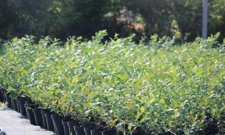 Саджанці лохини (голубики) - фото № 1