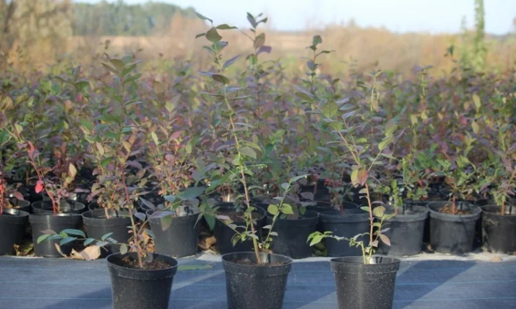 Саджанці лохини (голубики) - фото № 2