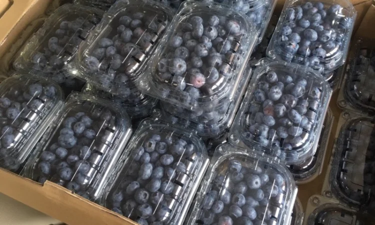 Саджанці лохини (голубики) - фото № 4