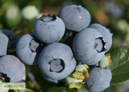 Голубіка (лохина) саджанці - фото № 3