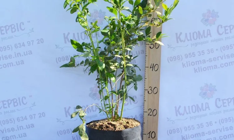 Саженцы голубики оптом от производителя. Свой питомник! 2023 - фото № 2