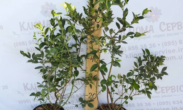 Саженцы голубики оптом от производителя. Свой питомник! 2023 - фото № 4