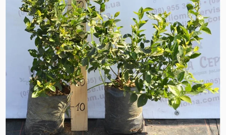 Саженцы голубики оптом от производителя. Свой питомник! 2023 - фото № 5