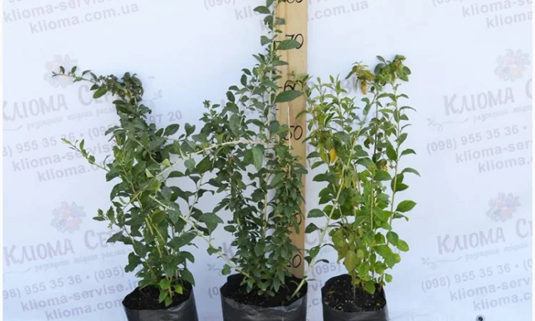 Саженцы голубики оптом от производителя. Свой питомник! 2023 - фото № 6