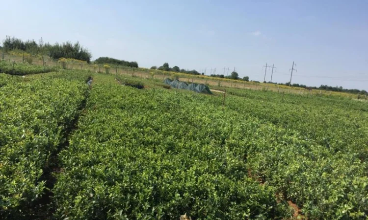 Саженцы голубики оптом от производителя. Свой питомник! 2023 - фото № 8