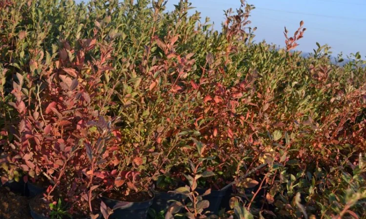 Продам саджанці лохини. Ціни від 45 грн за рослину (1, 2, 3, 4 річні) оптом та в роздріб - фото № 1