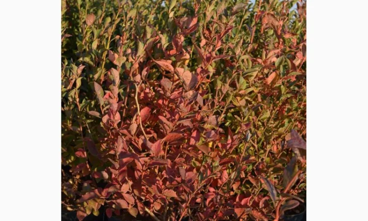 Продам саджанці лохини. Ціни від 45 грн за рослину (1, 2, 3, 4 річні) оптом та в роздріб - фото № 3