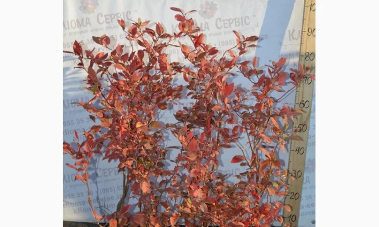 Продам саджанці лохини. Ціни від 45 грн за рослину (1, 2, 3, 4 річні) оптом та в роздріб - фото № 4