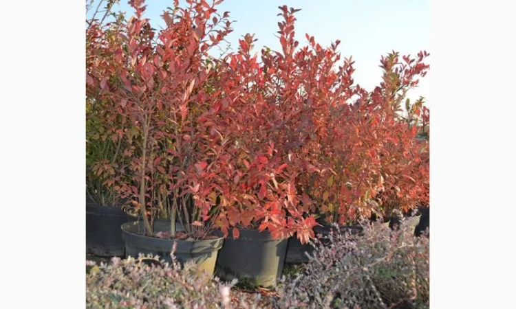 Продам саджанці лохини. Ціни від 45 грн за рослину (1, 2, 3, 4 річні) оптом та в роздріб - фото № 5