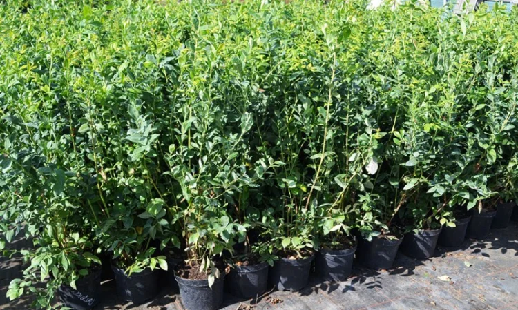 Саджанці Лохини у контейнерах 5 літрів, 4 річні. Розсадник Осінь 2020 - фото № 1