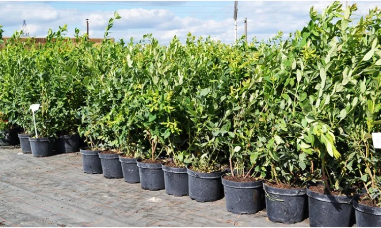 Саджанці Лохини у контейнерах 5 літрів, 4 річні. Розсадник Осінь 2020 - фото № 2