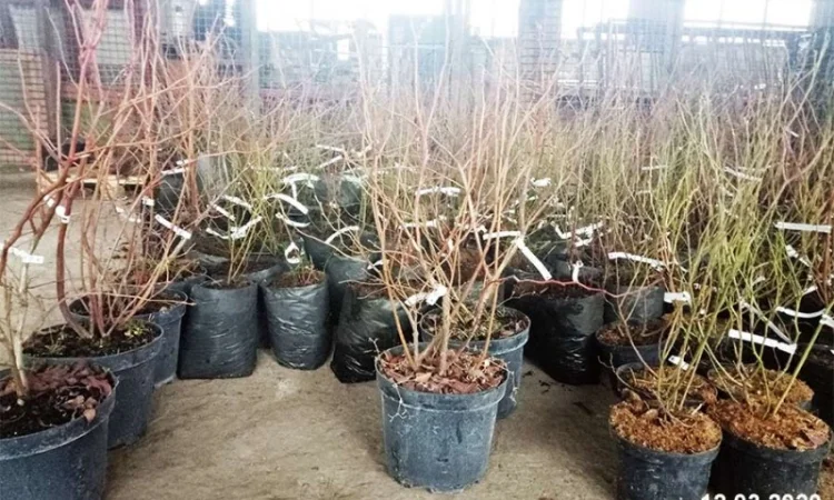 Саджанці лохини Весна 2020. Якісний посадковий матеріал від виробника - фото № 1