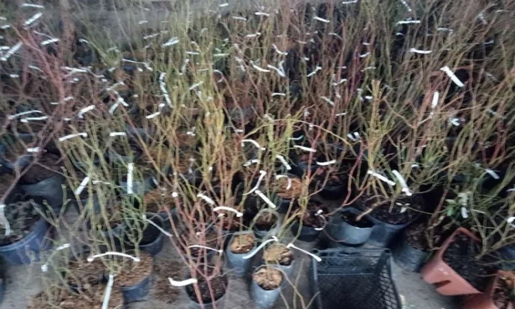 Саджанці лохини Весна 2020. Якісний посадковий матеріал від виробника - фото № 3