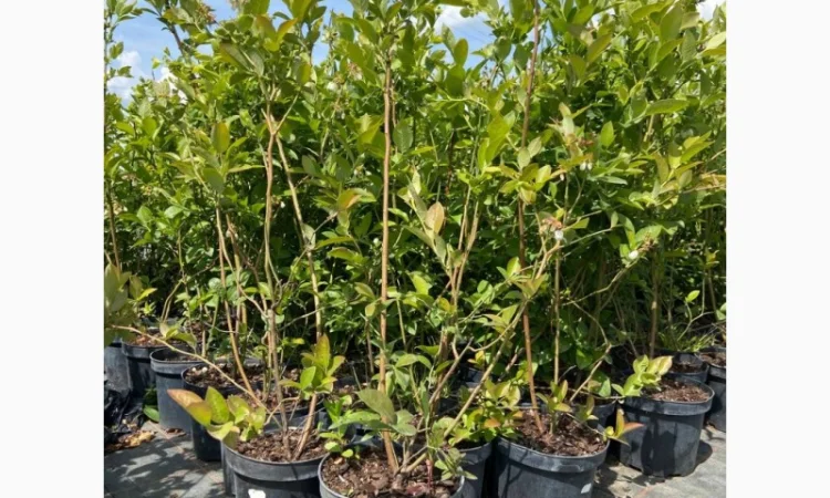 Саджанці Лохини від Виробника. Понад 15 сортів різного віку - фото № 1