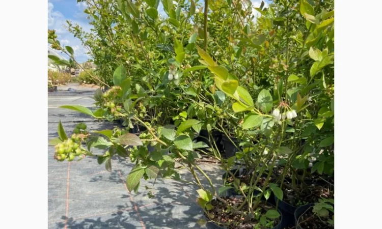 Саджанці Лохини від Виробника. Понад 15 сортів різного віку - фото № 2