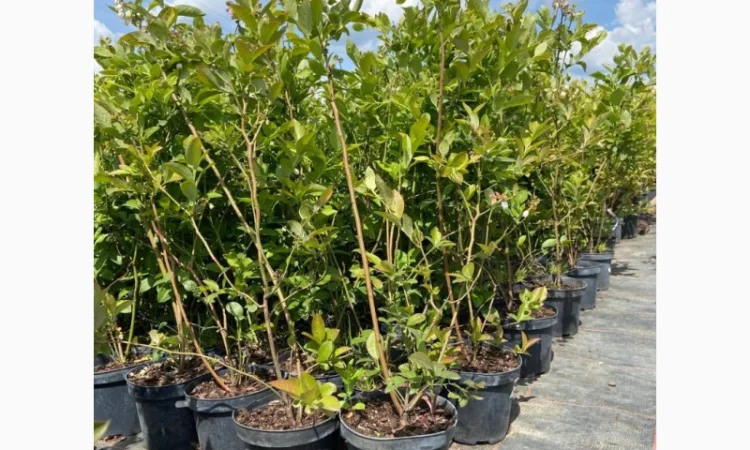 Саджанці Лохини від Виробника. Понад 15 сортів різного віку - фото № 2