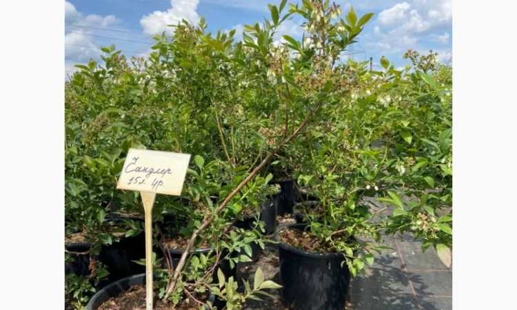 Саджанці Лохини від Виробника. Понад 15 сортів різного віку - фото № 3