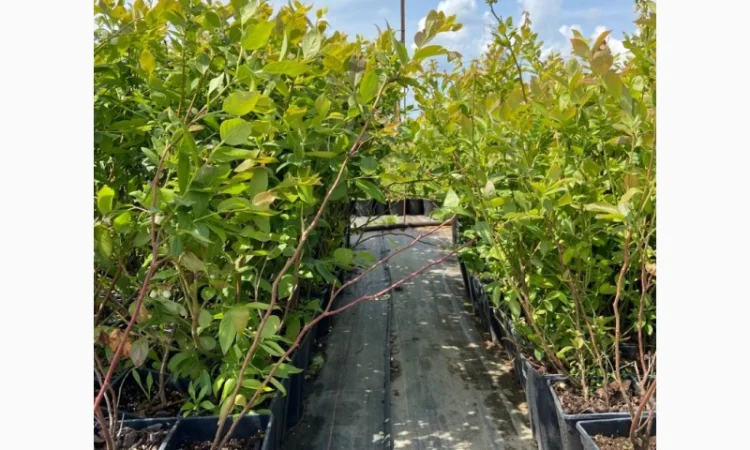 Саджанці Лохини від Виробника. Понад 15 сортів різного віку - фото № 4