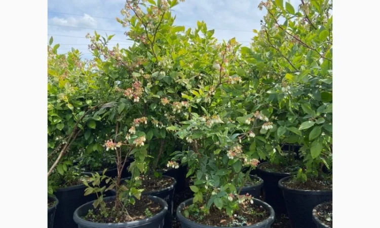 Саджанці Лохини від Виробника. Понад 15 сортів різного віку - фото № 5