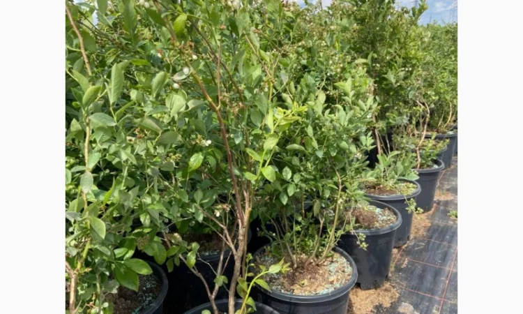 Саджанці Лохини від Виробника. Понад 15 сортів різного віку - фото № 6