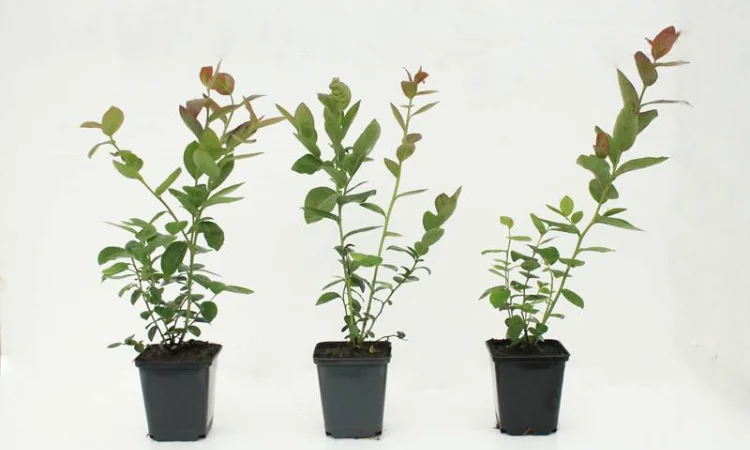 Саженцы голубики/Саджанці Лохини/Рассадник - фото № 1