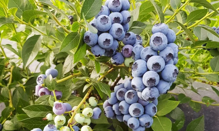 Саженцы голубики/Саджанці Лохини/Рассадник - фото № 2