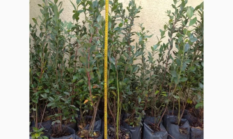 Продам трирічні саджанці лохини - фото № 1