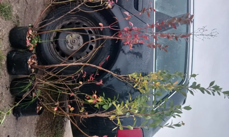 Продам саженці Лохини 4 х річка - фото № 1