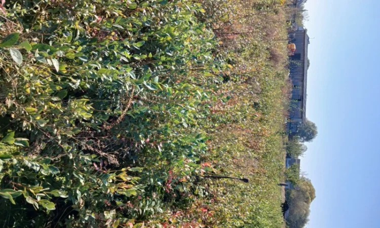 Продам саженці Лохини 4 х річка - фото № 2