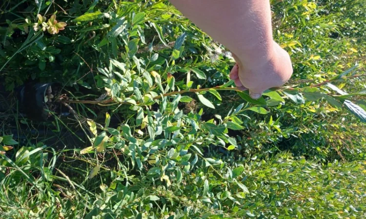 Продам саженці Лохини 4 х річка - фото № 3