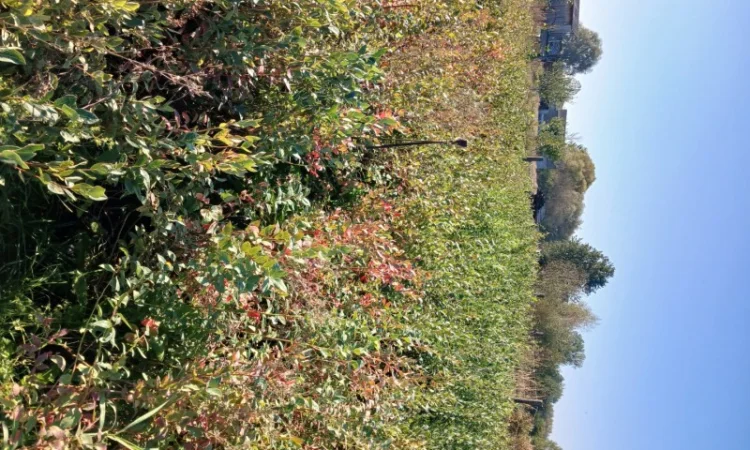 Продам саженці Лохини 4 х річка - фото № 4