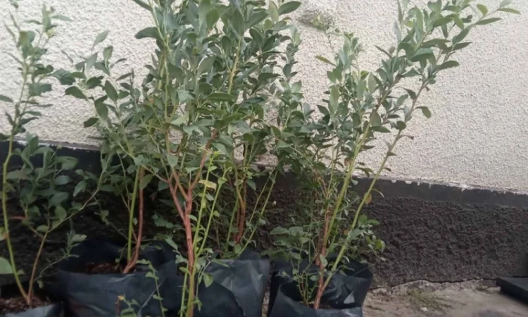 Голубика 3 лет - фото № 1