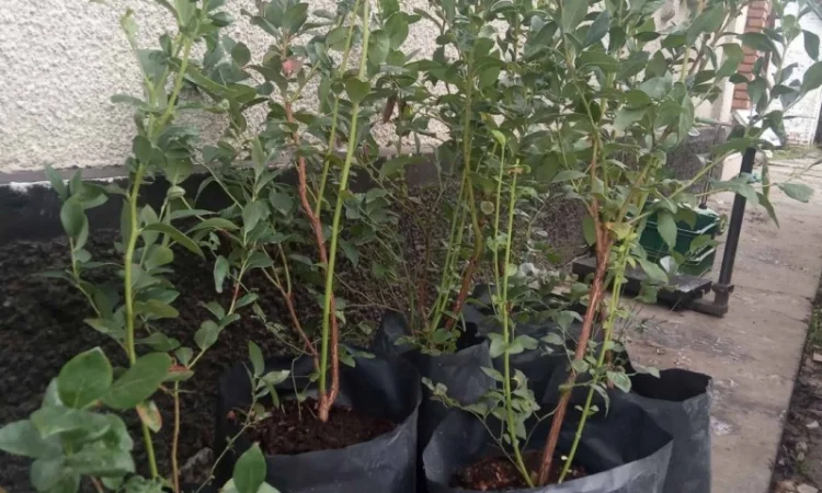 Голубика 3 лет - фото № 2