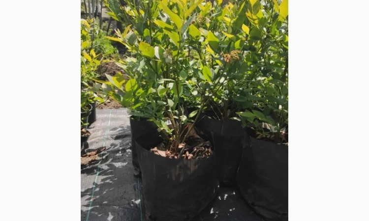 Саженцы голубики, 2-х, 3-х, 4-х и более лет - фото № 2