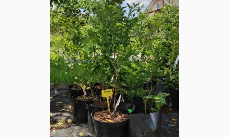 Саженцы голубики, 2-х, 3-х, 4-х и более лет - фото № 3