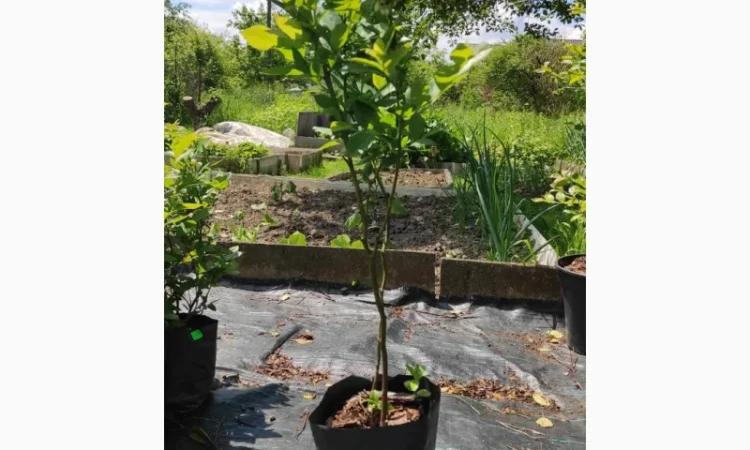 Саженцы голубики, 2-х, 3-х, 4-х и более лет - фото № 1