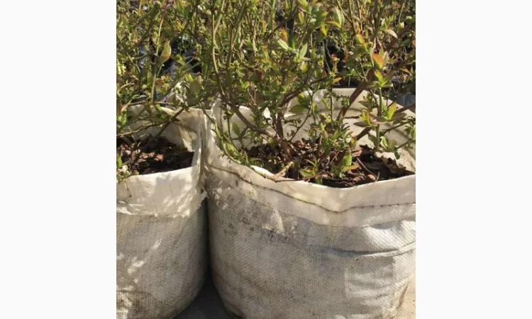 Продаю саженцы голубики 5лет в 50л - фото № 1