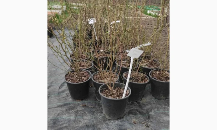 Продаю саженцы голубики 5лет в 50л - фото № 2