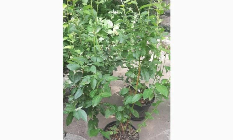 Саженцы голубики, закрытая корневая С5л - фото № 1